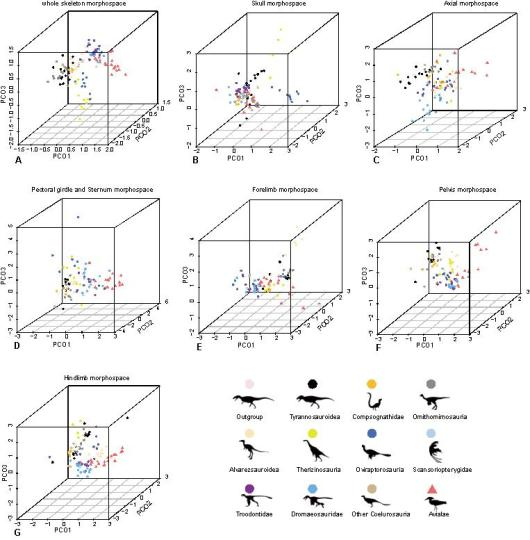 鸟类和恐龙形态差异度分析显示早期鸟类明显不同于其恐龙近亲。研究团队 供图