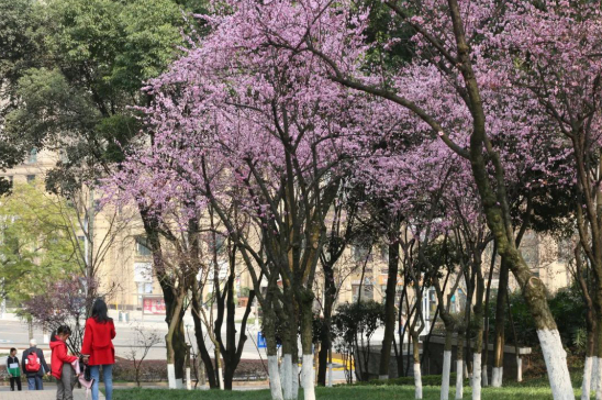市民在广场上赏花 重庆两江新区供图