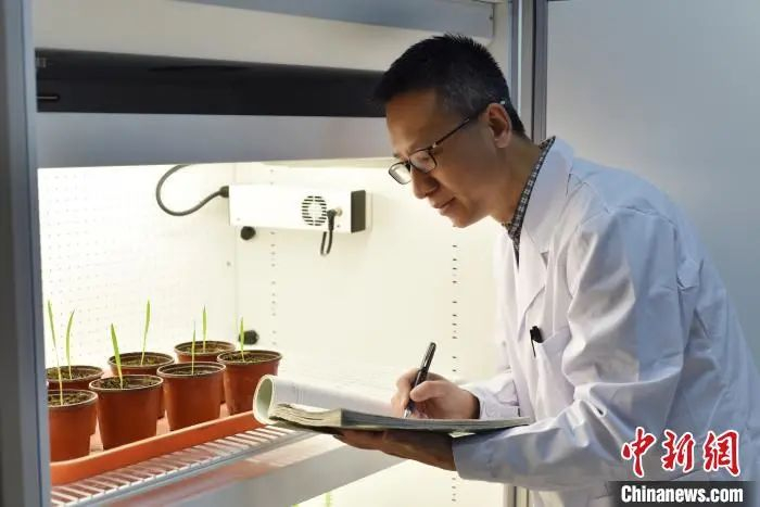 兰州牧药所抗逆牧草育种与利用团队首席专家杨红善观测嫦娥五号搭载燕麦生长情况 郑平 摄