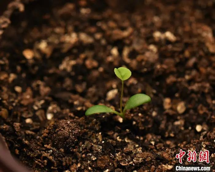 嫦娥五号搭载紫花苜蓿种子出苗照片 郑平 摄