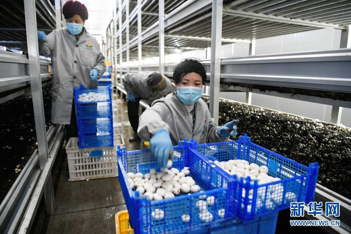 　　农民在宁夏闽宁镇双孢菇栽培示范基地采摘蘑菇（2020年3月18日摄）。新华社记者 王鹏 摄