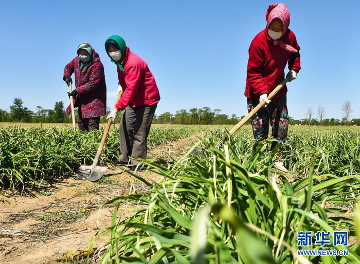 　　2020年5月11日，农民在山西省大同市云州区西坪镇唐家堡村边的黄花菜地里除草。新华社发（柴婷 摄）