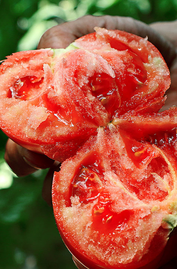 ▲泾阳西红柿沙而不面，实而不空，甜而不粘