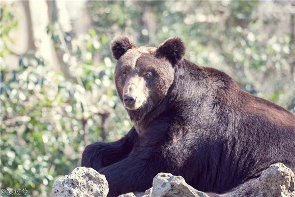 图说：棕熊元元