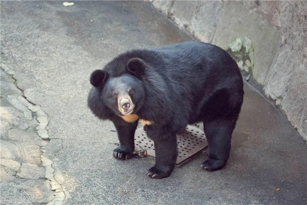 图说：黑熊小石 来源/采访对象提供（下同）