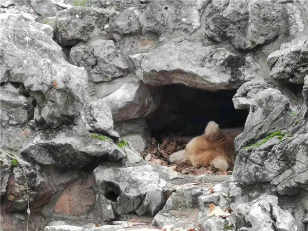 图说：棕熊小雌