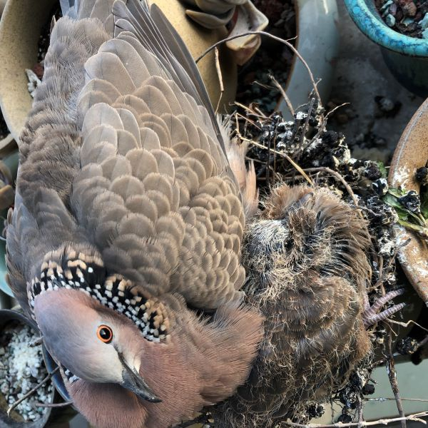 图说：保护着孩子的成年珠颈斑鸠