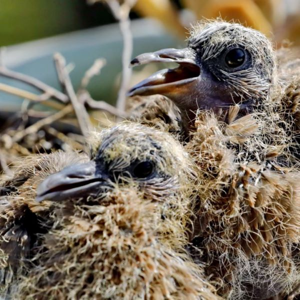 图说：斑鸠的幼崽