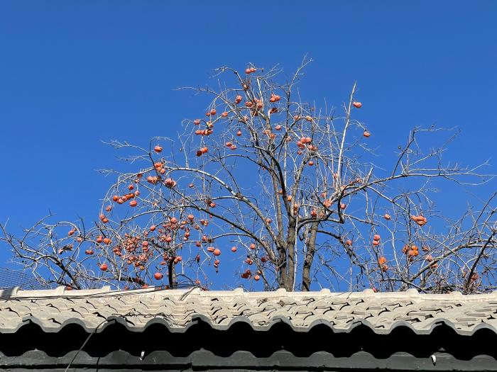 闲暇时，罗燕会去北京的胡同走走。受访者供图