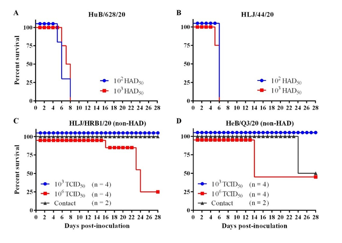 2020年非洲猪瘟病毒分离株对猪致死性分析。HuB/628/20（A）和HLJ/44/20（B）毒株；HLJ/HRB1/20（C）和HeB/Q3/20（D）non-HAD分离株。