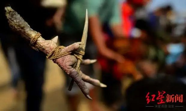 ▲斗鸡脚上的刀片 图据《卫报》