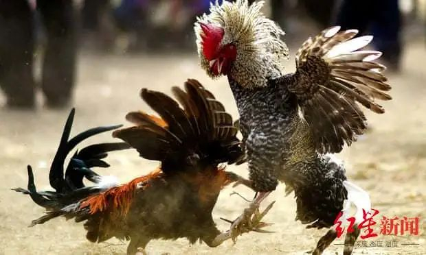 ▲带刀血战的斗鸡活动 图据《卫报》