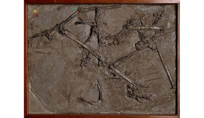 玛丽·安宁发现的翼龙化石 英国自然历史博物馆官网 图