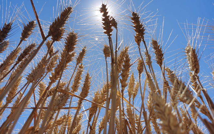 沉甸甸的麦穗。新京报记者 王颖 摄