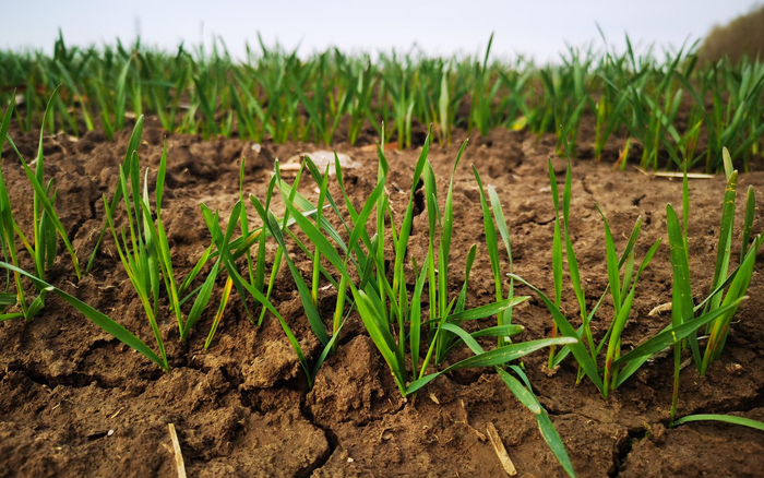 小麦麦苗。新京报记者 王颖 摄