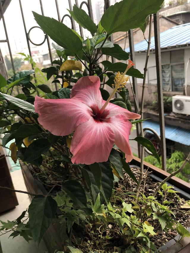 朱瑾的品种特点,养护要注意哪些?养好朱瑾看这里