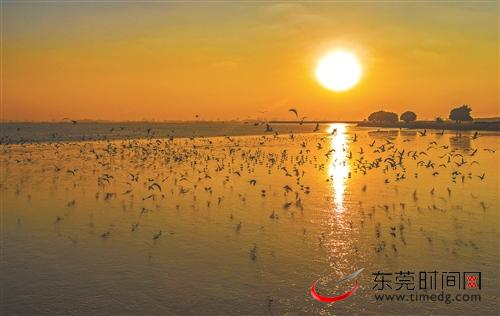■滨海湾新区东宝公园，海鸟在余晖下觅食 记者 蓝业佐 通讯员 廖志忠 摄