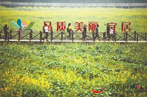 ■2020年1月11日，桥头镇新春赏花行启动仪式举行。图为市民观赏油菜花海 记者 郑家雄 摄