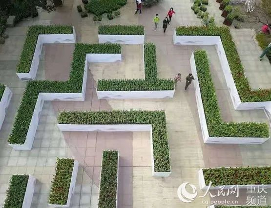 植物园郁金香迷宫  重庆南山植物园供图