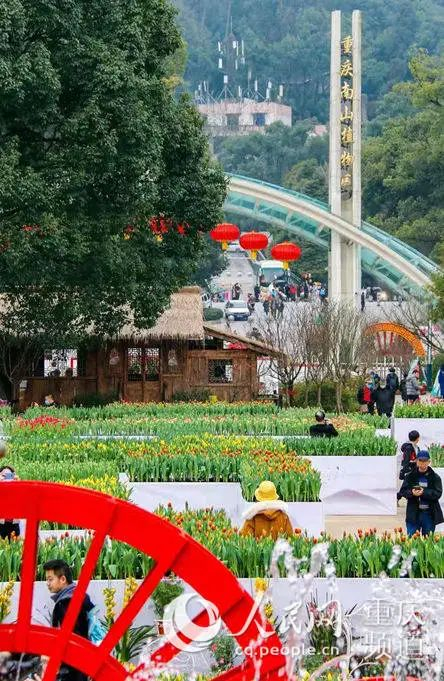 绽放的郁金香  南岸区文化和旅游委供图