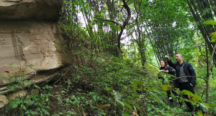 调查人员在密林中工作  图：大足石刻