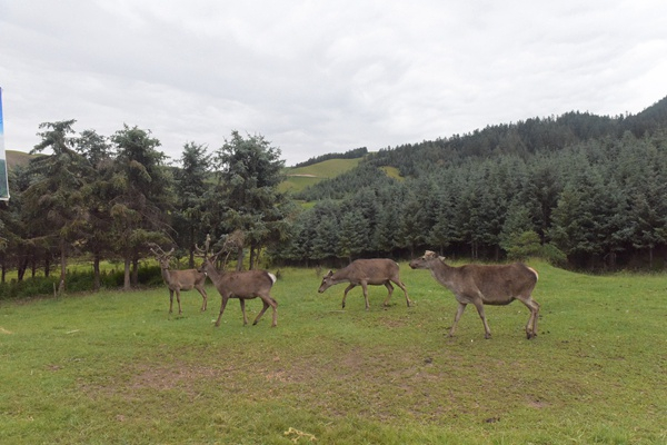 经过集中整治，祁连山生态环境突出问题得到纠治。图为甘肃祁连山国家级自然保护区隆畅河自然保护站。陆旸 摄