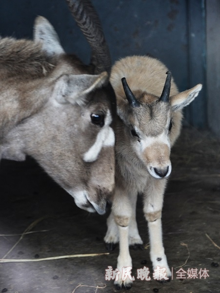 图说：小旋角羚