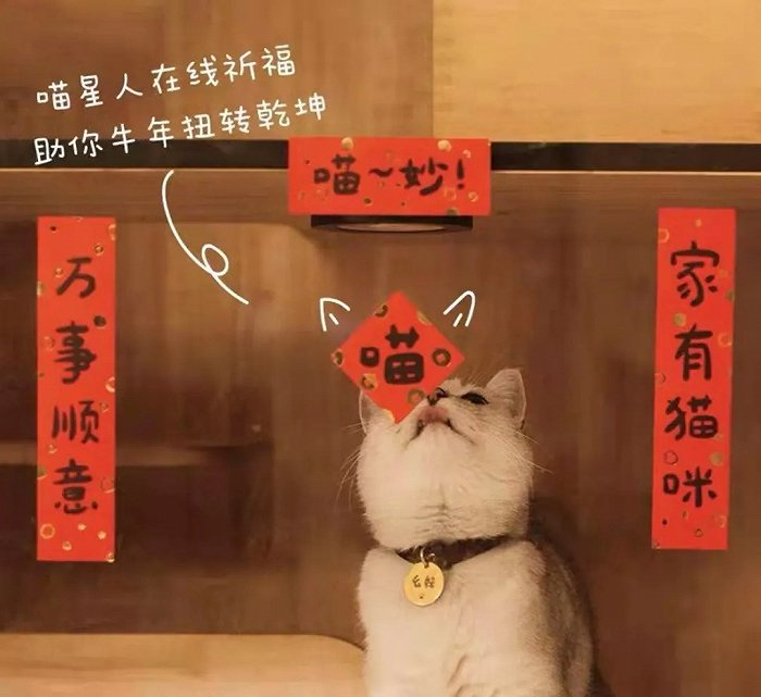 图| 购物软件上的猫咪春联