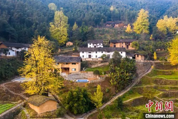 资料图：初冬时节江西万安银杏环抱古村，满眼金黄美如画。李小明　摄