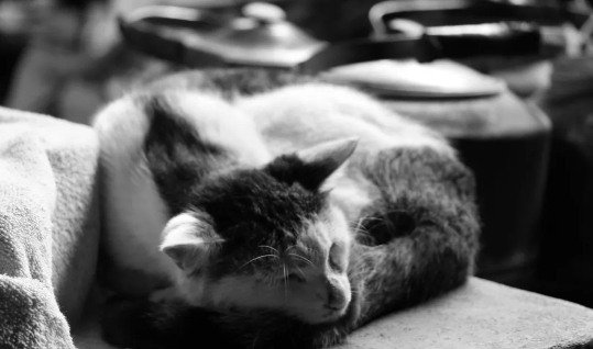 ▲资料图/新京报记者 摄