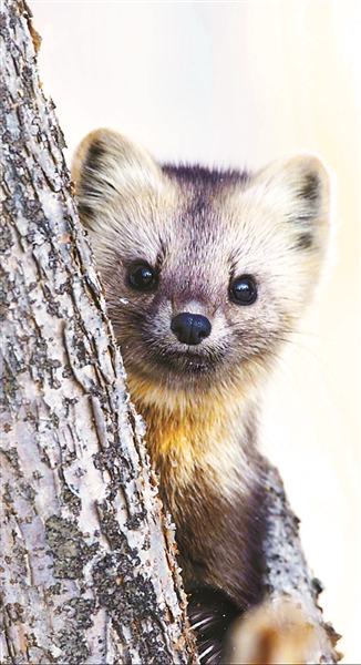 动物拍片腹部怎么摆64岁摄影师老万追梦长白山野生动物世界_https://www.jmylbn.com_新闻资讯_第3张