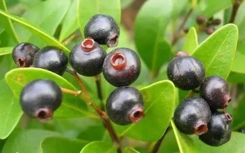 童年回忆杀中的20种野果，你吃过几种？