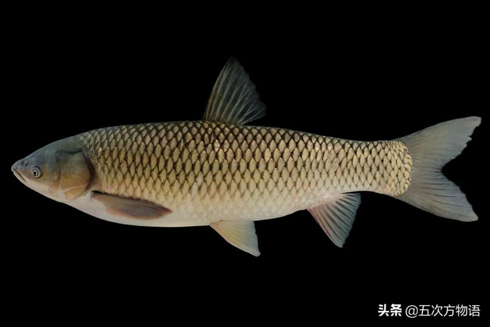 说说中国的“四大家鱼”