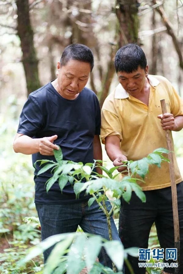 张林波（左）和林场工人一起查看景洪市嘎洒镇的大黑山林场中的植物（2019年7月31日摄）。新华社记者 秦晴 摄