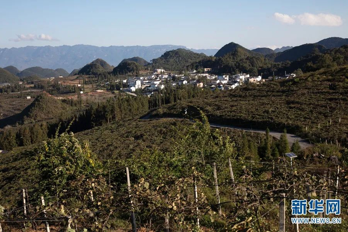 云南省文山州西畴县兴街镇三光片区多依坪村小组，连片猕猴桃种植基地（2020年11月19日摄）。新华网 罗春明 摄