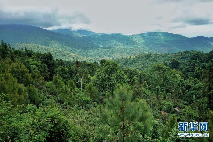 云南省景洪市嘎洒镇大黑山林场一景（2019年7月31日摄）。新华社记者 秦晴 摄