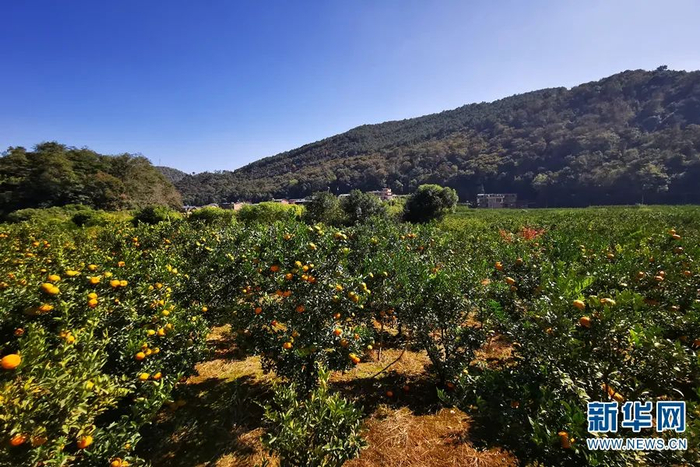 曾经“高山秃头潭无水，田薄地廋半年粮”的云南省文山州西畴县兴街镇江龙村，不仅山头披绿装，山脚也发展了620多亩林果（2020年11月20日摄）。新华网 罗春明 摄
