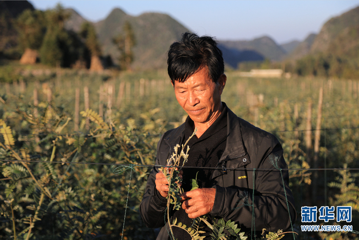 程墩儒在云南省文山州西畴县蚌谷乡程家坡村500亩山豆根种植基地内（2020年11月20日摄）。新华网 罗春明 摄