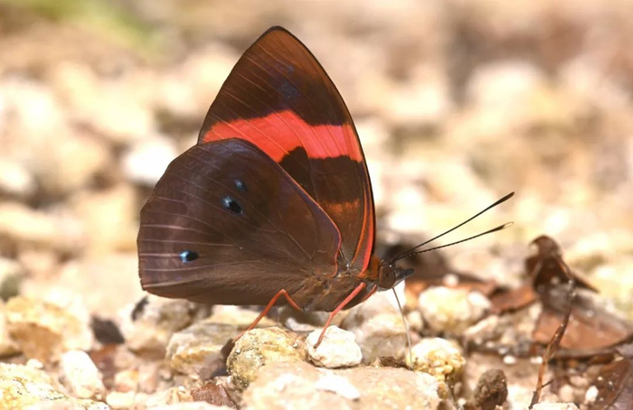 红带余蛱蝶 受访者供图