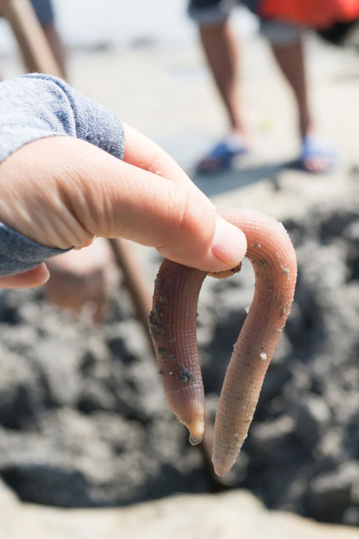 ▲ 软软的沙虫，你怕了吗？图/视觉中国