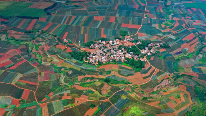 ▲ 红土地上有一片菠萝的海。摄影/NB林嘉