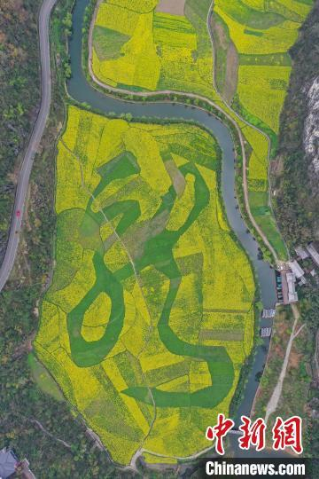 图为3月14日，航拍植物汉字“龙字田”。 瞿宏伦 摄