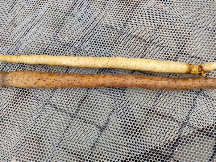 ▲2月26日，一名加工厂的工人向记者展示山药漂白的效果，深褐色的是原色的山药，浅色的山药是在药水池里泡了半小时之后的效果。新京报调查组 摄