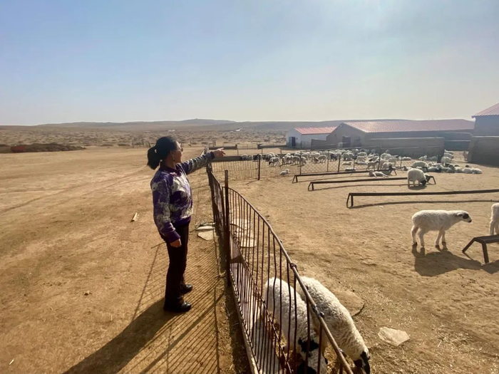 宝德和宝德的牧场 本文图均为澎湃新闻记者 巩汉语 摄