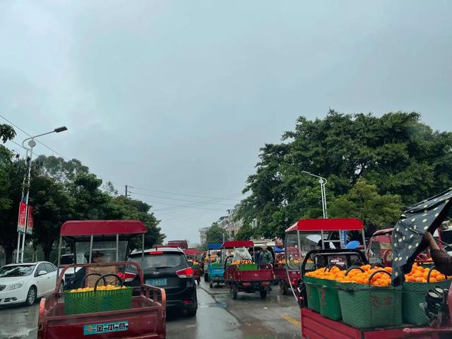 在南宁武鸣区双桥镇随处可见售卖沃柑的果商。本文图均为 图