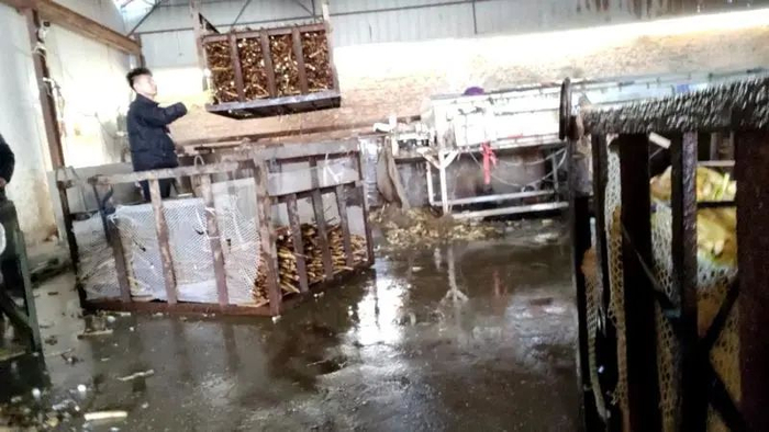 2月25日，保定市清苑区一家水洗加工厂内，工人正使用吊机将一筐山药移入药水池，浸泡前能看到山药的颜色仍然较深。新京报调查组 摄