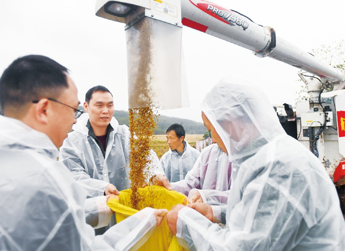 2020年11月2日，湖南衡南双季晚稻试验示范基地传来消息：由袁隆平院士团队培育的第三代杂交水稻“叁优一号”测产结果公布，双季亩产突破1500公斤。图为当日工作人员将稻谷装袋。　新华社记者 陈泽国/摄