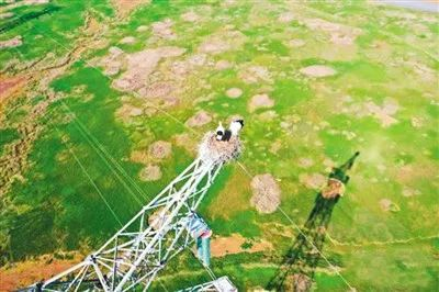 国家电网南昌供电公司工作人员发现的2只东方白鹳“返乡客”，目前已在输电铁塔上生下5只鸟卵，进入孵化期。谢梦丽 贺艳珠 摄