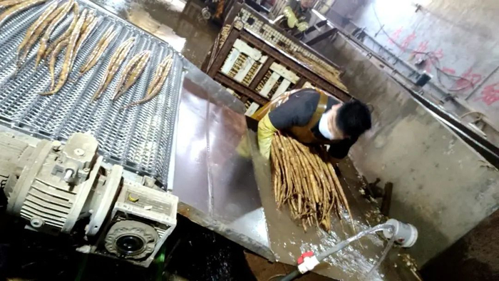 2月27日，蠡县耿庄村一处加工厂内，一名工人正在清洗山药，此时山药只经过水洗，尚未漂白，能看出山药的颜色未发生太大变化。新京报调查组 摄