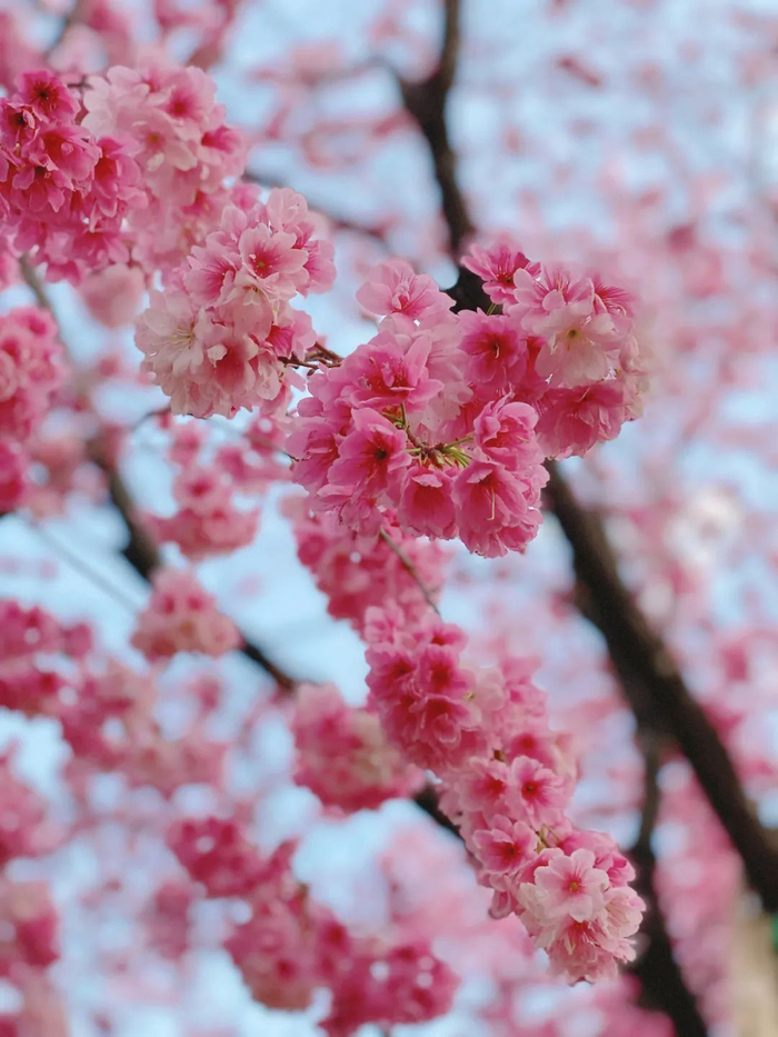 昆明圆通山樱花绽放 杨静 摄